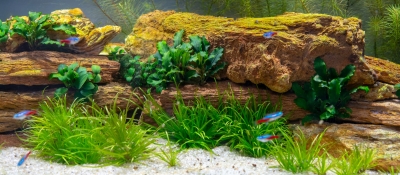 Aquariums hoeven niet saai te zijn